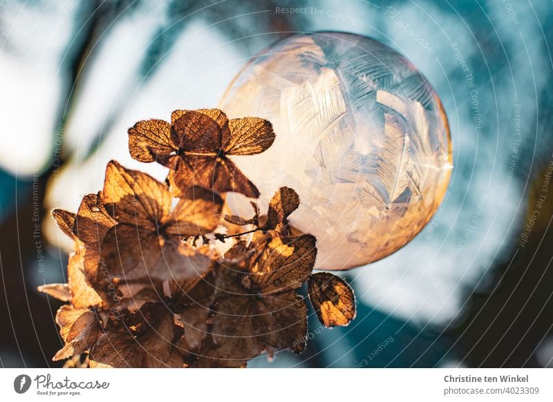 A frozen soap bubble sits on a dried and frozen light brown hydrangea flower. Both are illuminated by the low sun. Soap bubble Winter severe frost Frost Cold