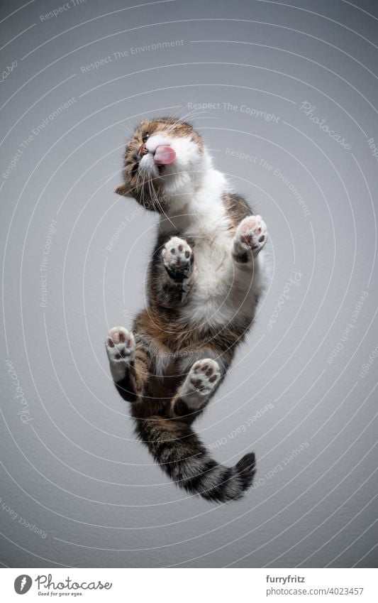 cat licking glass table with copy space bottom view directly below invisible gray tabby white british shorthair cat paws standing funny looking tail fur feline