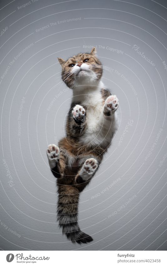cat standing on glass table with copy space bottom view directly below invisible gray tabby white british shorthair cat paws funny looking tail fur feline