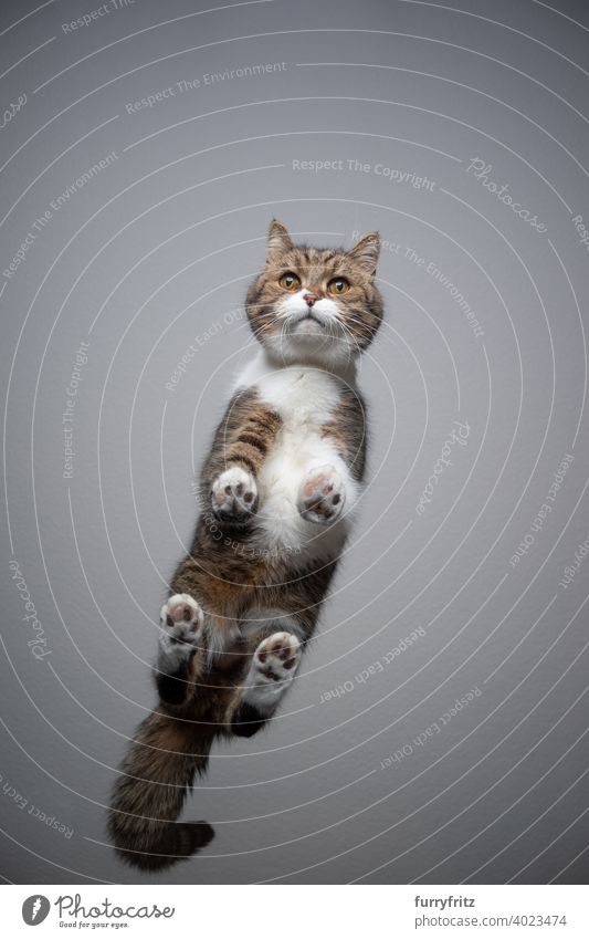 bottom view of cat standing on glass table with copy space directly below invisible gray tabby white british shorthair cat paws funny curious looking tail fur