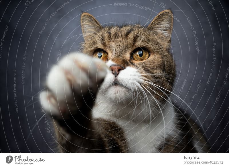 cute tabby white cat reaching for snack pets fur feline british shorthair cat one animal indoors studio shot concrete looking raising paw playful playing