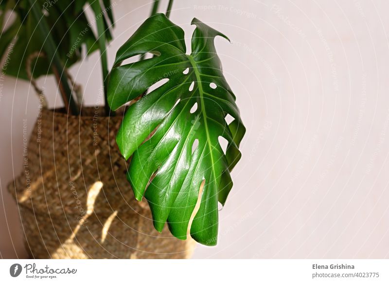 Beautiful monstera plant for home decoration. Tropical plants in indoor floriculture. Close-up. basket tropical house leaf houseplant tree trendy scandinavian