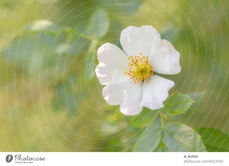 White flower of a rosehip - wild rose (Rosa rugosa) or also called dog rose flowers macro Macro photography plants Dog rose rose hip Blossom petals Green bokeh