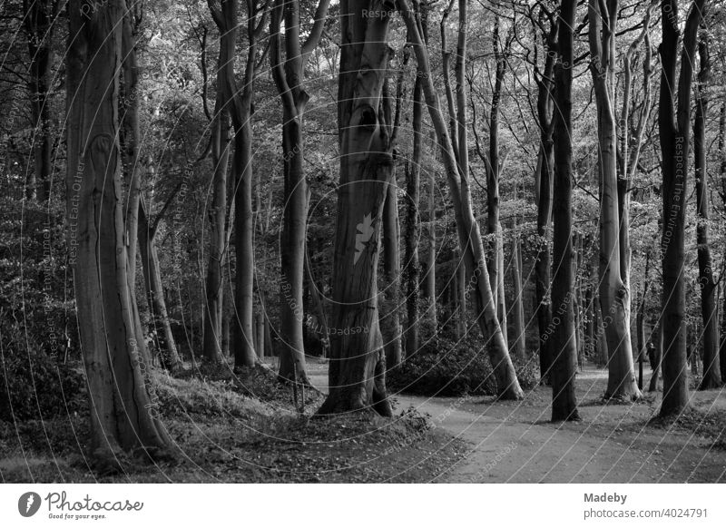 Ancient trees form a dark forest in the Lütetsburg castle park near Norden in East Frisia, photographed in neo-realistic black and white black-and-white