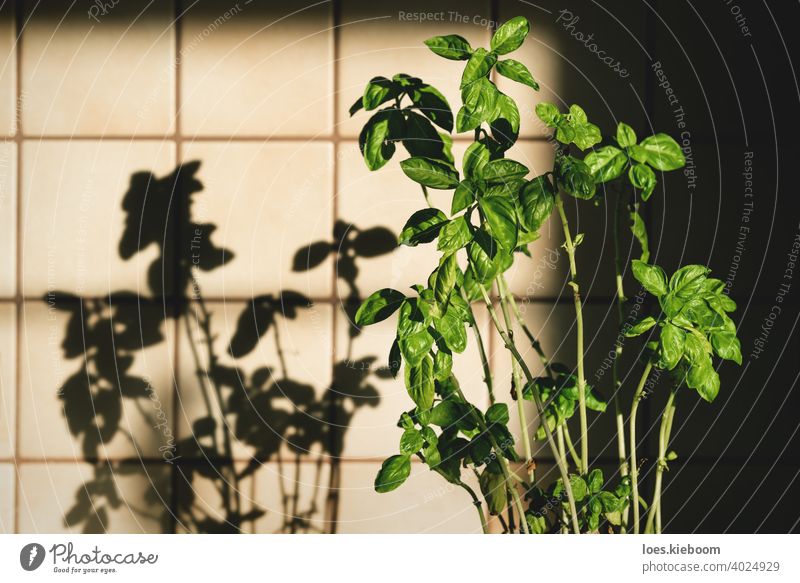 Fresh basil plant in vintage kitchen with tiles sunlit with shadows retro food ingredient house cooking leaf green herb natural fresh organic old aromatic spice