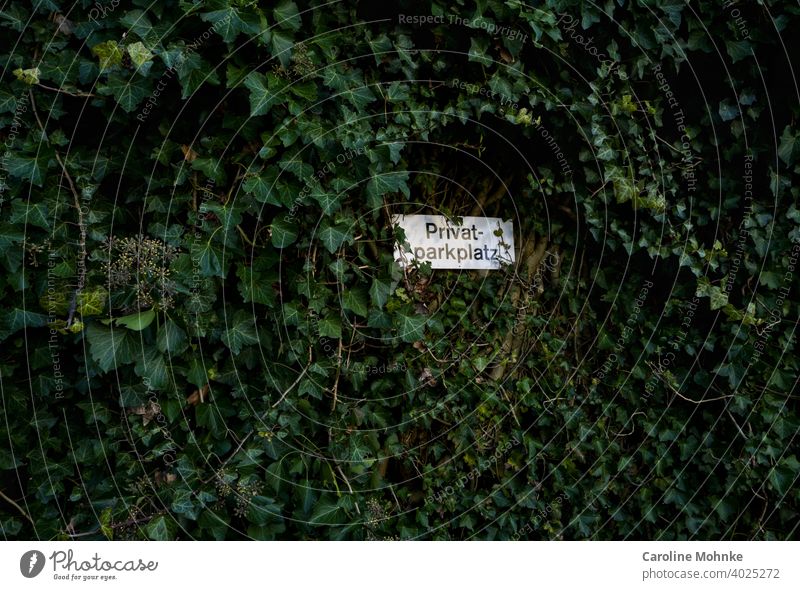 Sign "Private parking place" embedded at an ivy wall sign Parking lot Ivy Signs and labeling Signage Deserted Characters Letters (alphabet) Colour photo