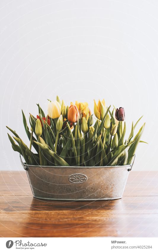 spring flower tulip Tulip flowers Flower vase Spring Vase Table Spring fever Spring flower Bouquet Blossom Decoration Blossoming Deserted Plant Tulip blossom