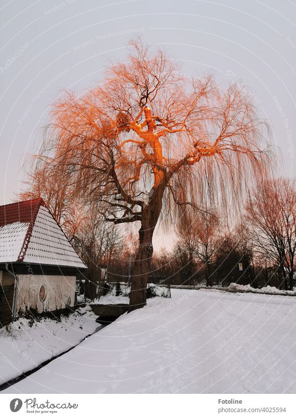 It is still early. Very slowly the rising sun bathes the tree in a red-golden light. Sunrise Tree Winter Landscape Exterior shot Colour photo Nature Deserted