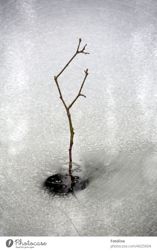 A small branch sticks out of a frozen creek. Winter Ice Ice sheet Aggregate state Cold icily Frozen Frost Nature White Exterior shot Deserted Day Water
