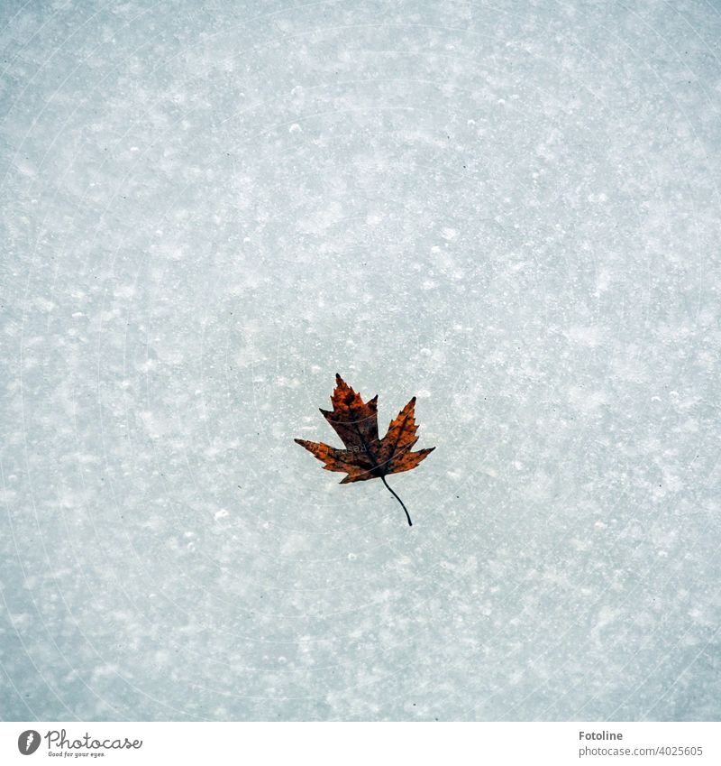 A maple leaf frozen in the stream Winter Ice Ice sheet Aggregate state Cold icily Frozen Frost Nature White Exterior shot Deserted Day Water Subdued colour