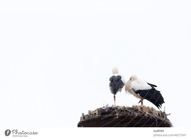 Stork and stork on one leg in the nest Bird White Stork Wild animal Animal nesting instinct Nest Nest-building Sky Spring Spring fever Animal portrait