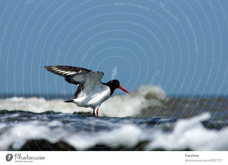 footbath Environment Nature Animal Elements Water Sky Cloudless sky Summer Beautiful weather Waves Coast Beach North Sea Ocean Wild animal Bird Wing Bright Near