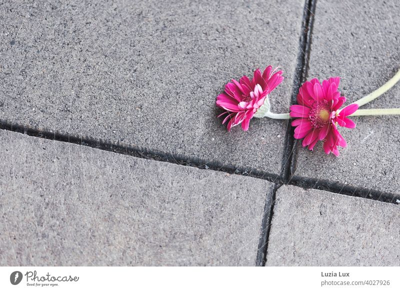 two lost gerbera flowers glow pink on grey asphalt slabs Asphalt Sidewalk Street Gray urban Town Doomed Forget Flower Blossom blossoms Gerbera Gerbera Blossom