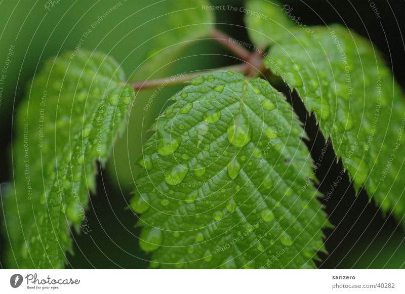 leaves_with_raindrops Leaf Drops of water Plant rain drops Rain Nature Detail