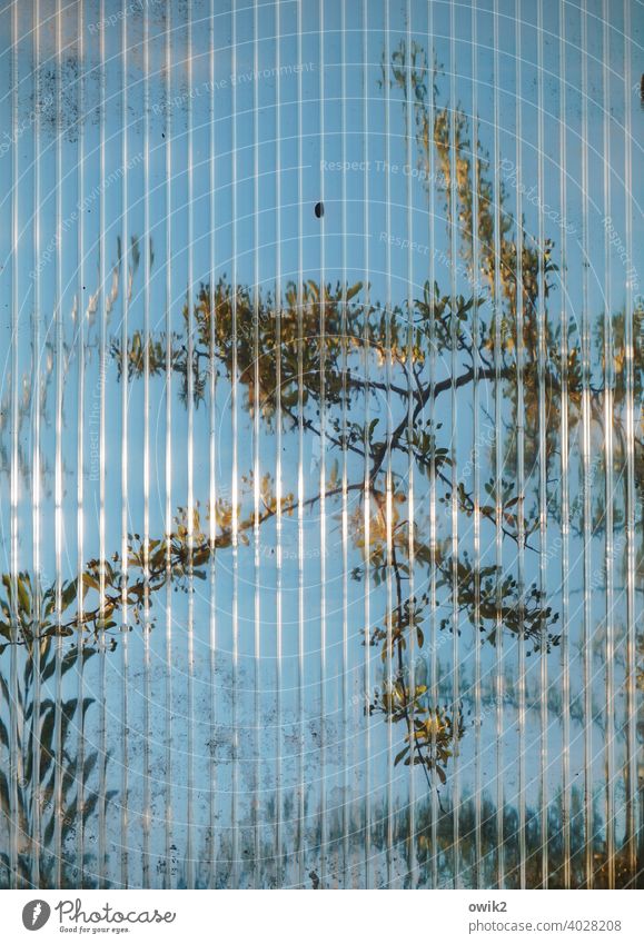 Sequence Glass wall twigs Screening Interior shot Window hazy Puzzle structure Contrast Pane Leaf Long shot blurriness Close-up Protection Beautiful weather