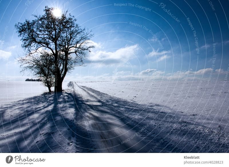 Winter idyll blue and white with old lime trees - shadows cast by the wayside winter impression Cold Back-light shadow cast deep blue white clouds Blue sky