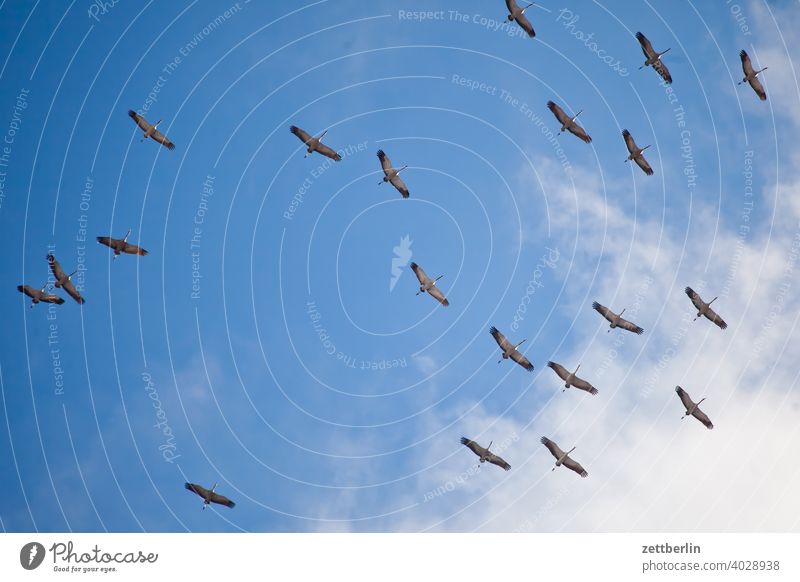 Twenty cranes Flying Formation Spring heralds of spring Sky Crane Holiday season shoofy Flock Bird Flock of birds cloud Migratory bird Formation flying Wingspan