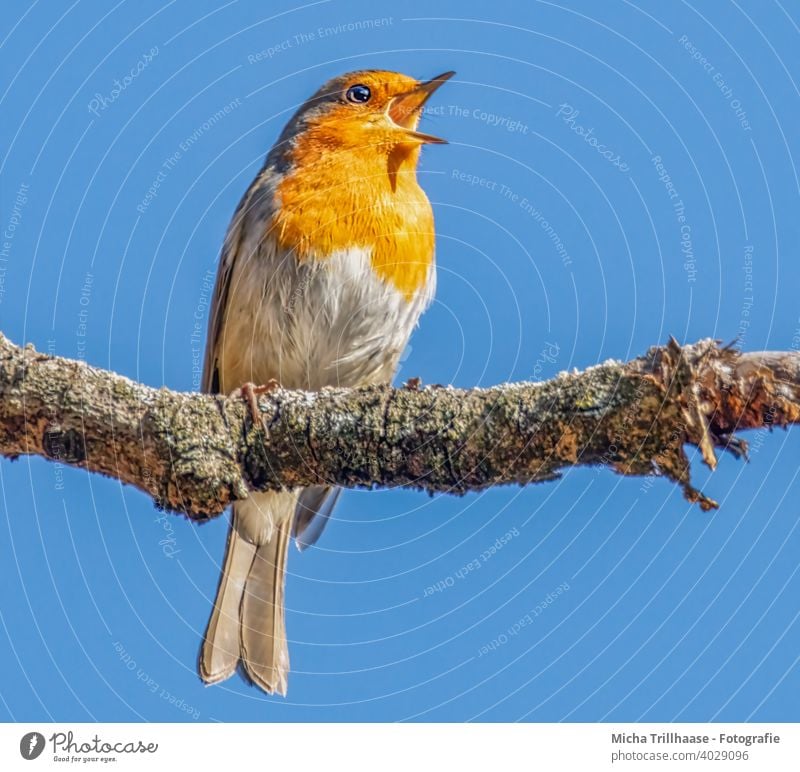 Singing robin Robin redbreast Erithacus rubecula Animal face Head Beak Eyes Feather Plumed Grand piano Claw Bird Wild animal Branch Tree Chirping Communicate