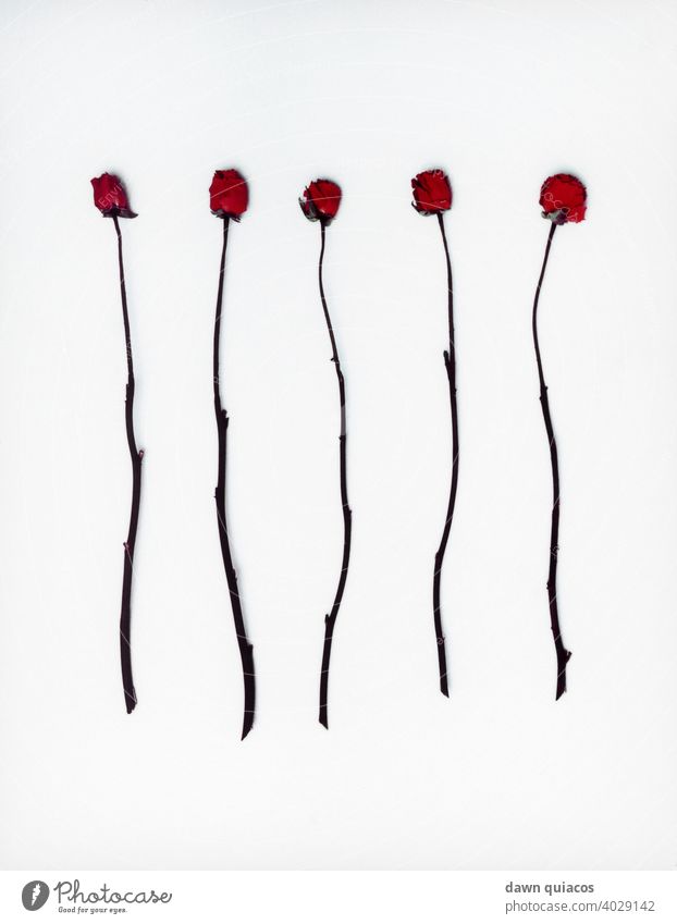 Five red long-stemmed, thornless roses trimmed of leaves five roses Colour flowers floral valentine romantic wedding red roses petals flat lay flatlay