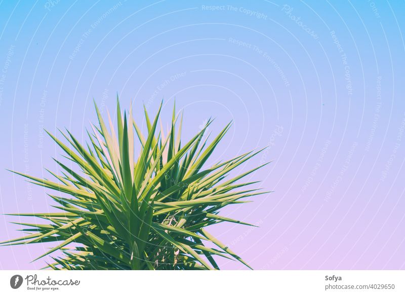 Abstract botanical background with palm tree against the skies leaf purple green plant texture pattern toned wallpaper foliage lavender violet summer abstract