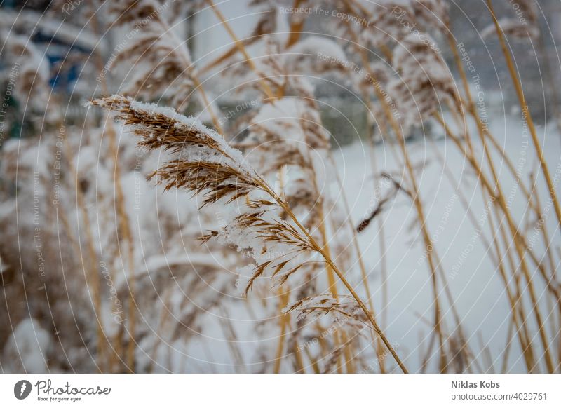 Fahn in winter with snow Winter Snow Ice Ice crystal Cold Frost Nature Close-up Exterior shot Plant White Deserted Shallow depth of field