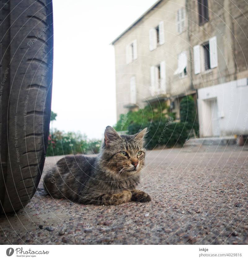 Street cat in Corsica Colour photo Exterior shot Animal Life Close-up Wild Cat Prowl Free-living Animal portrait