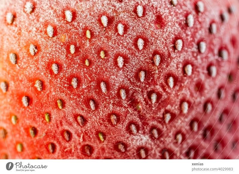 Macro image of a frozen red strawberry with its nutlets on the frosted surface aggregate fruit Fruit Food Red Nutrition Vegetarian diet Close-up cute Frozen