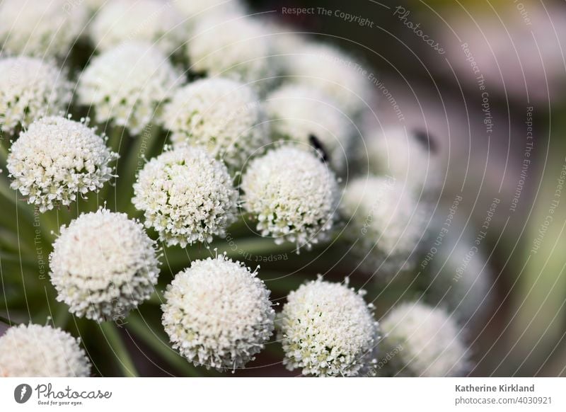 White Ammi Flowers Macro ammi Floral umbel nature Natural white horizontal Garden summer Spring Season Seasonal light serene backlit backlight background botany