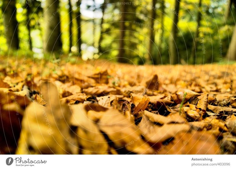 carpet of leaves Environment Nature Landscape Plant Earth Autumn Weather Beautiful weather Tree Leaf Forest Wood Lie Dry Brown Green Orange Tree trunk Ground