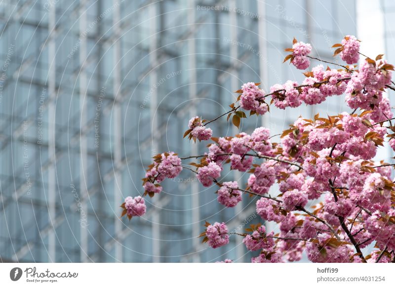 Cherry blossom in front of glass facade - spring in the city Spring Cherry tree Pink Blossoming Glas facade architectural photography transparent