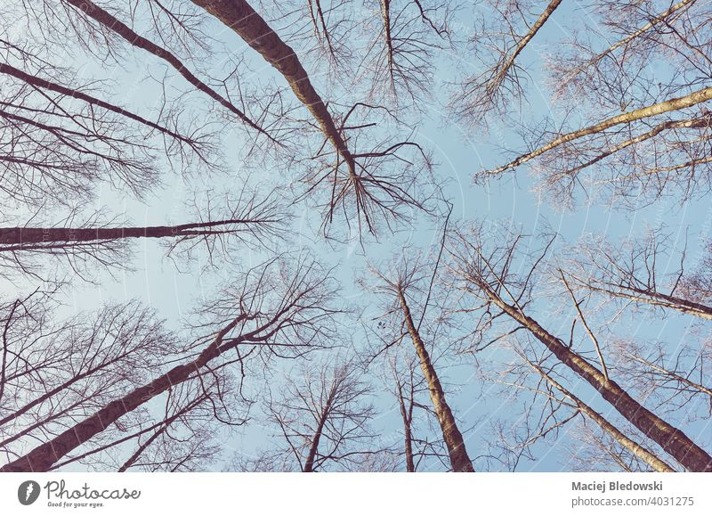 Looking up at leafless trees, color toned nature abstract background. forest look up instagram effect sky woods no people retro vintage photo view environment