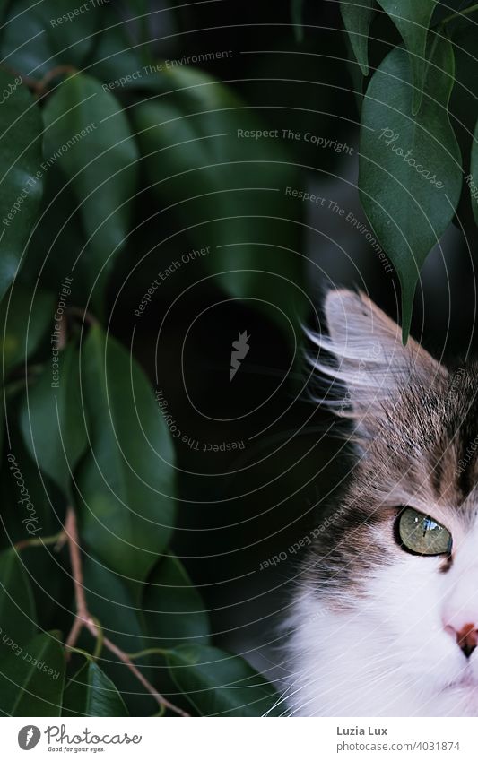 Cat with lynx ear and very green eye cut, behind dark green foliage hangover Long-haired Longhaired cat Pet Animal Pelt Domestic cat Looking Observe Cuddly