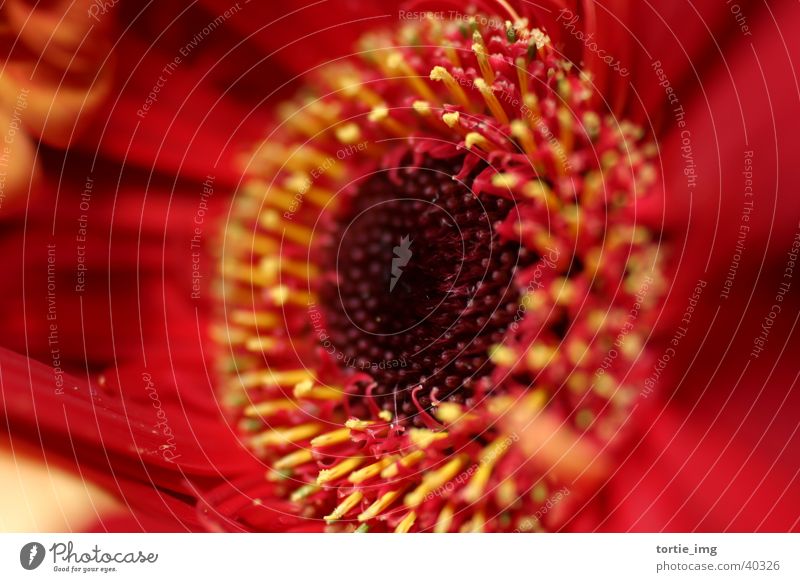 Gerbera Red Plant Flower Blossom Garden