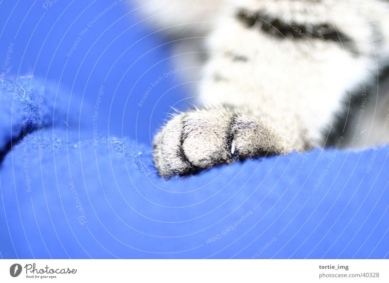 CATWALK Cat Animal Pet Claw Paw