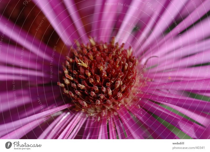 aster Aster Autumn Flower Pink Violet Macro (Extreme close-up) palm garden