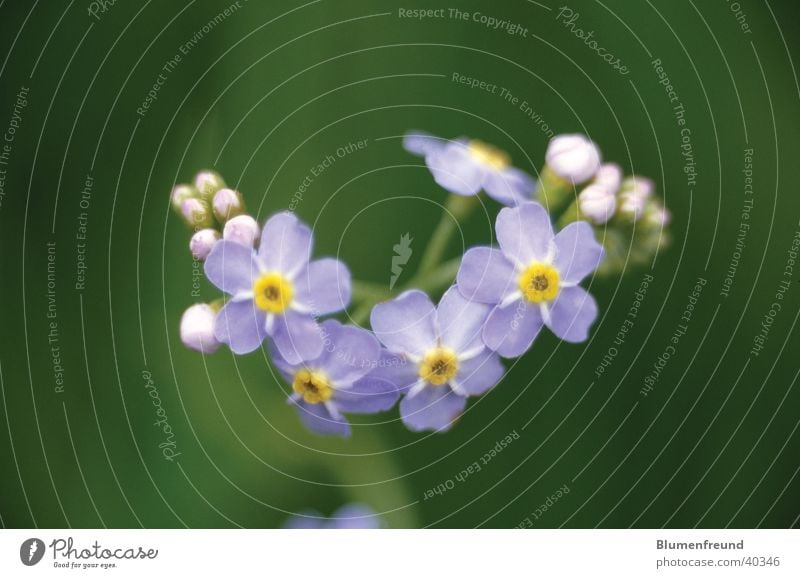 Swamp forget-me-not Flower Blossom Marsh May Spring Blue background green Elbe