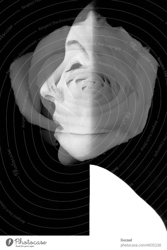 black and white female profile with merged white rose portrait beautiful flower performance fusioned lovely cute femenine double exposure allure arty dark
