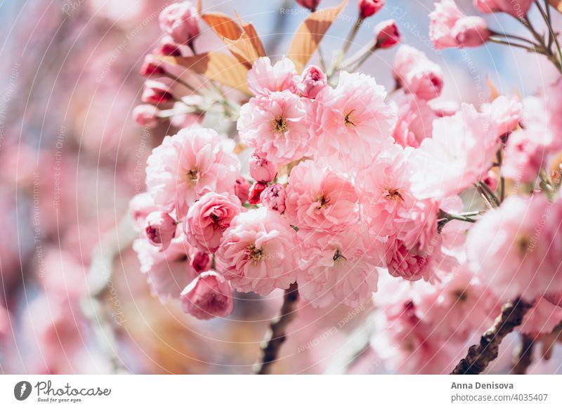 Sakura flowers in bloom sakura tree cherry blossom sky blue pink spring japan nature park season white natural plant garden petal blooming beauty fresh floral