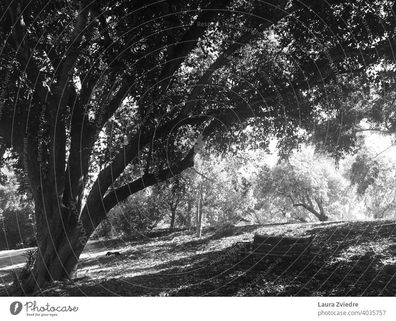 In the shadow of the tree Tree Trees Park Bench Park bench Nature Relaxation Deserted black and white Shadow Shadow play shadows on the ground Light Sunlight