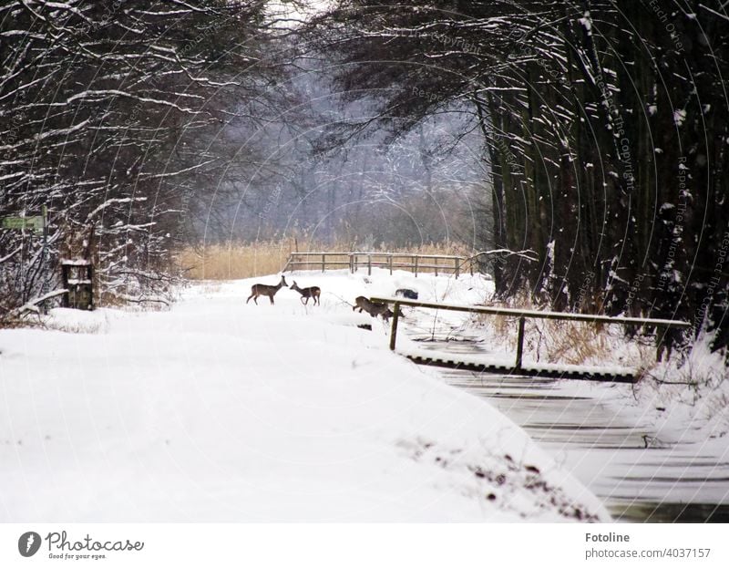 Snowed in are paths, streams, bridges and forests. A pack of deer is looking for food and water. winter landscape Winter White Cold Nature Landscape Snowscape