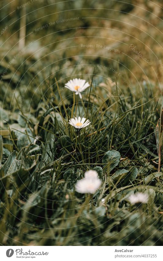 A blooming daisy in the middle of the grass during spring background plant nature flower blossom beauty season beautiful petal fresh natural garden floral white