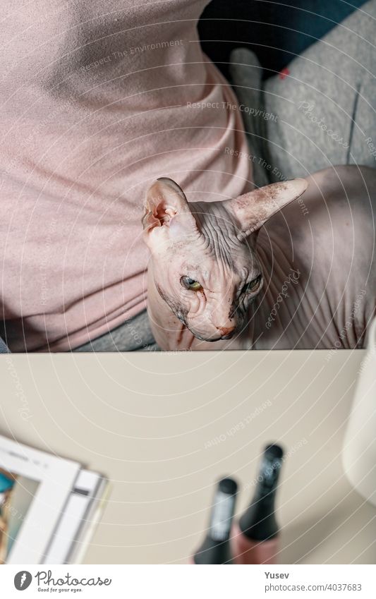The cat lies on the owners lap. A man and his pet. Friendship with animals. Love and care for pets. Sphynx cat. Hairless cat. Vertical shot lying friendship