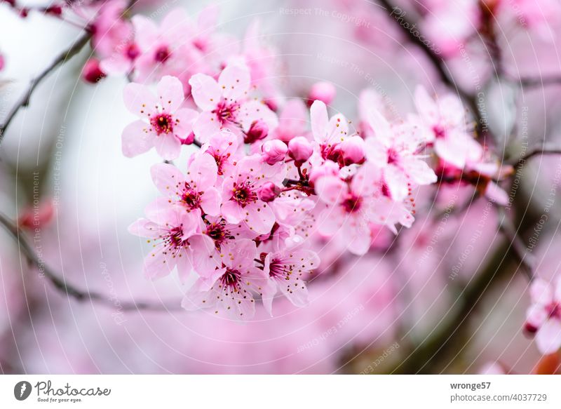 close up of a branch pink flowers of japanese ornamental cherry herald spring Ornamental cherry Japanese ornamental cherry Blossom Spring Pink Cherry blossom