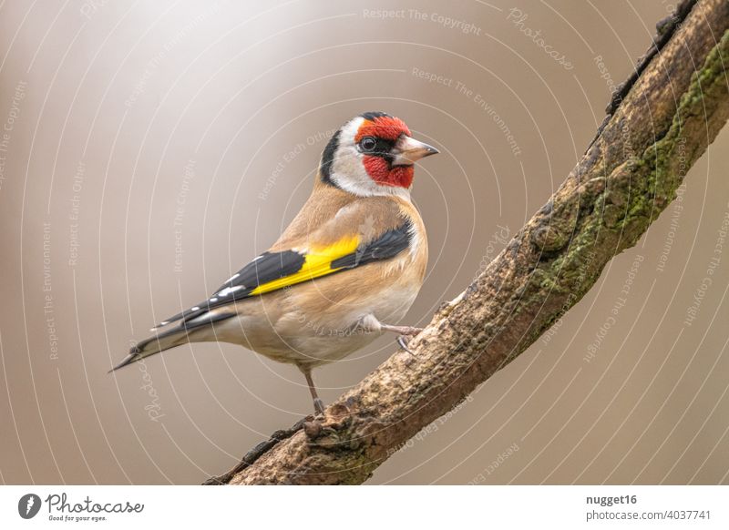Goldfinch / Goldfinch on branch goldfinch Animal Colour photo 1 Exterior shot Nature Wild animal Deserted Day Environment naturally Bird Animal portrait