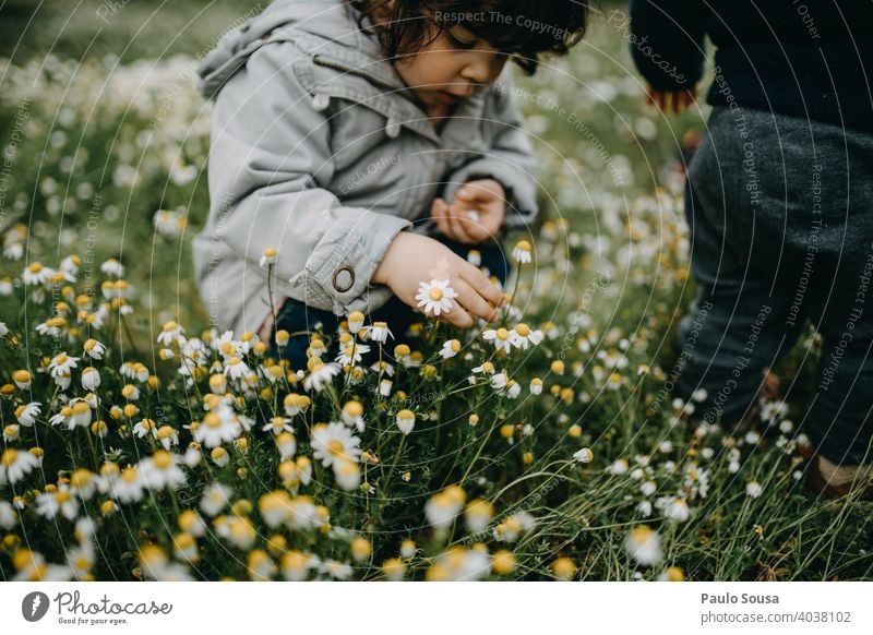 Child picking spring flowers Daisy daisies Spring Spring fever Spring flower childhood Flower Nature Plant Blossom Grass Blossoming Colour photo Beautiful Green