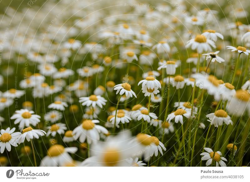 Wild daisies field Daisy Daisy Family daisy meadow Spring Spring fever Spring flower Decoration Blossom leave Meadow Fragile Summer Flower Nature Plant Floral