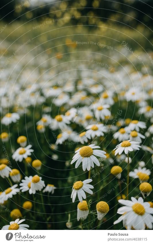 Wild daisies field a Royalty Free Stock Photo from Photocase