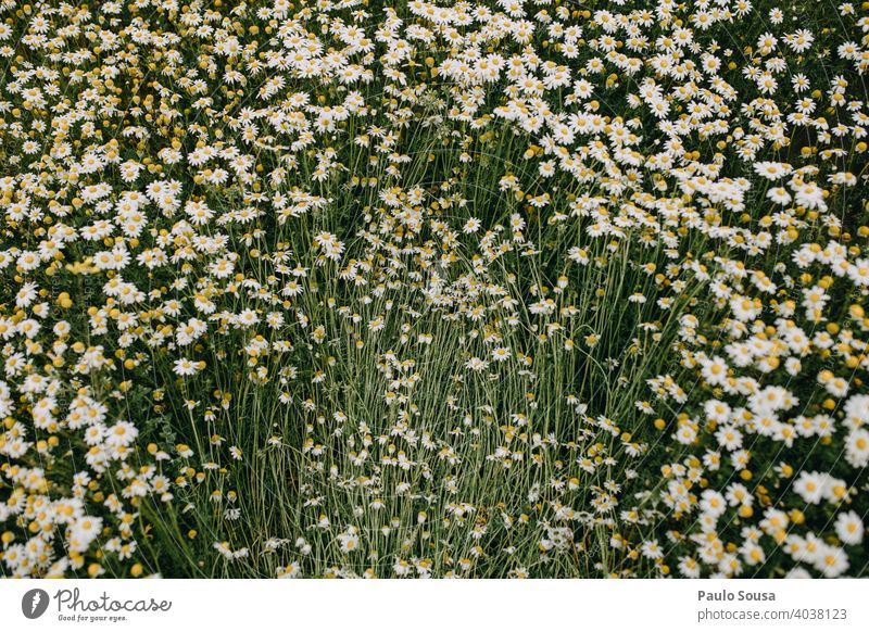 Wild daisies field Daisy Spring Spring fever view from above Deserted Blossoming Meadow Plant Exterior shot Grass Flower Nature Colour photo Close-up Day White