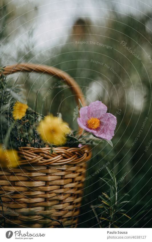 Basket with wild spring flowers Spring Spring flower Spring flowering plant Spring fever Nature Colour photo Flower Plant Exterior shot Blossom Day Spring day