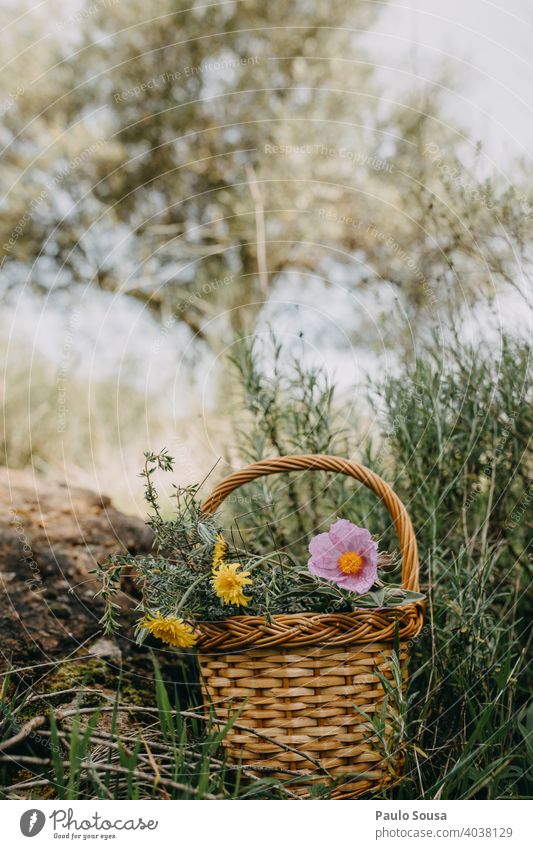 Basket with wild spring flowers Copy Space top Colour photo Spring Spring flower Spring fever Spring flowering plant Flower Plant Nature Blossom Exterior shot